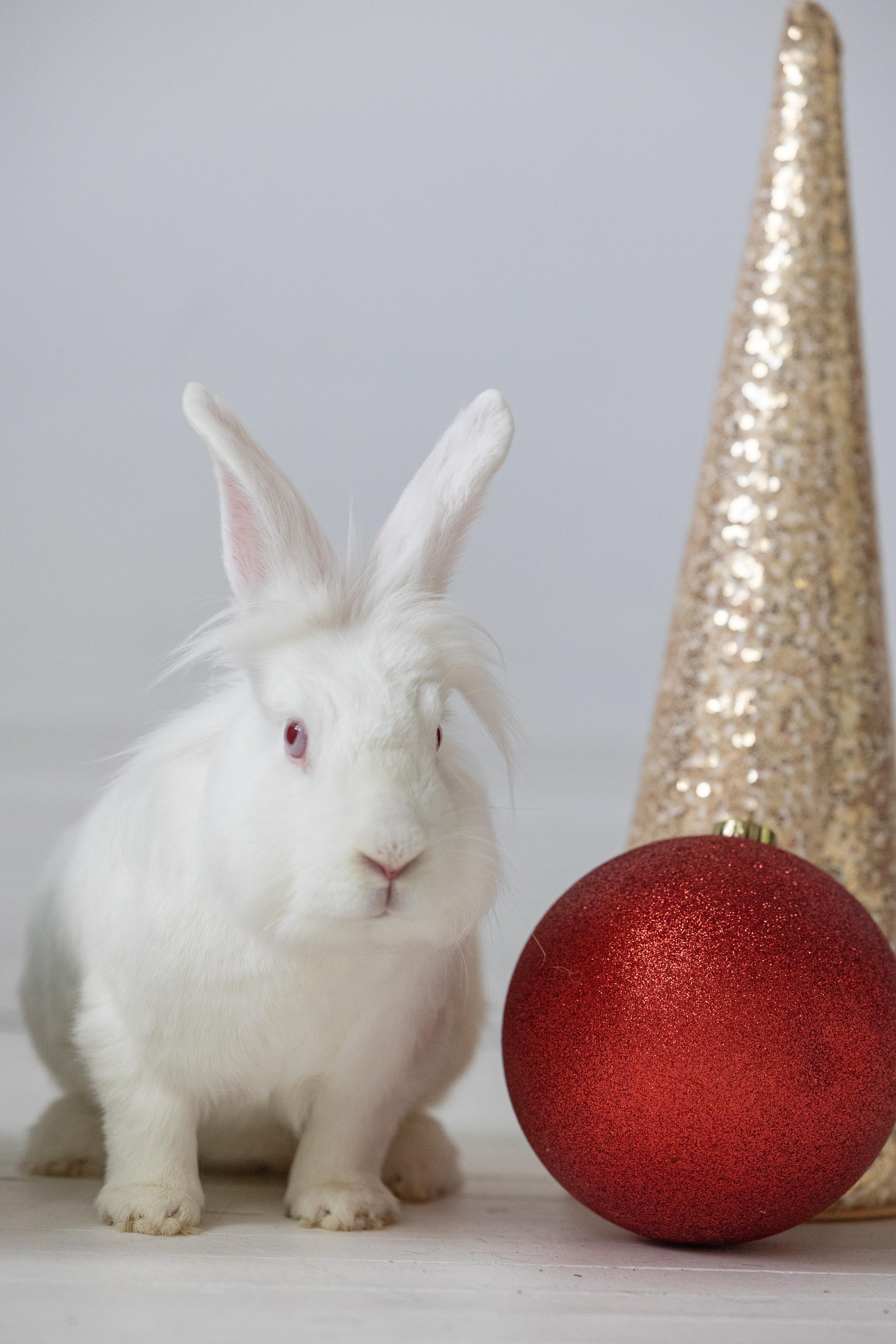 Enlarge Stocking, a Adoptable Lionhead in Saint Paul, MN image 5/6