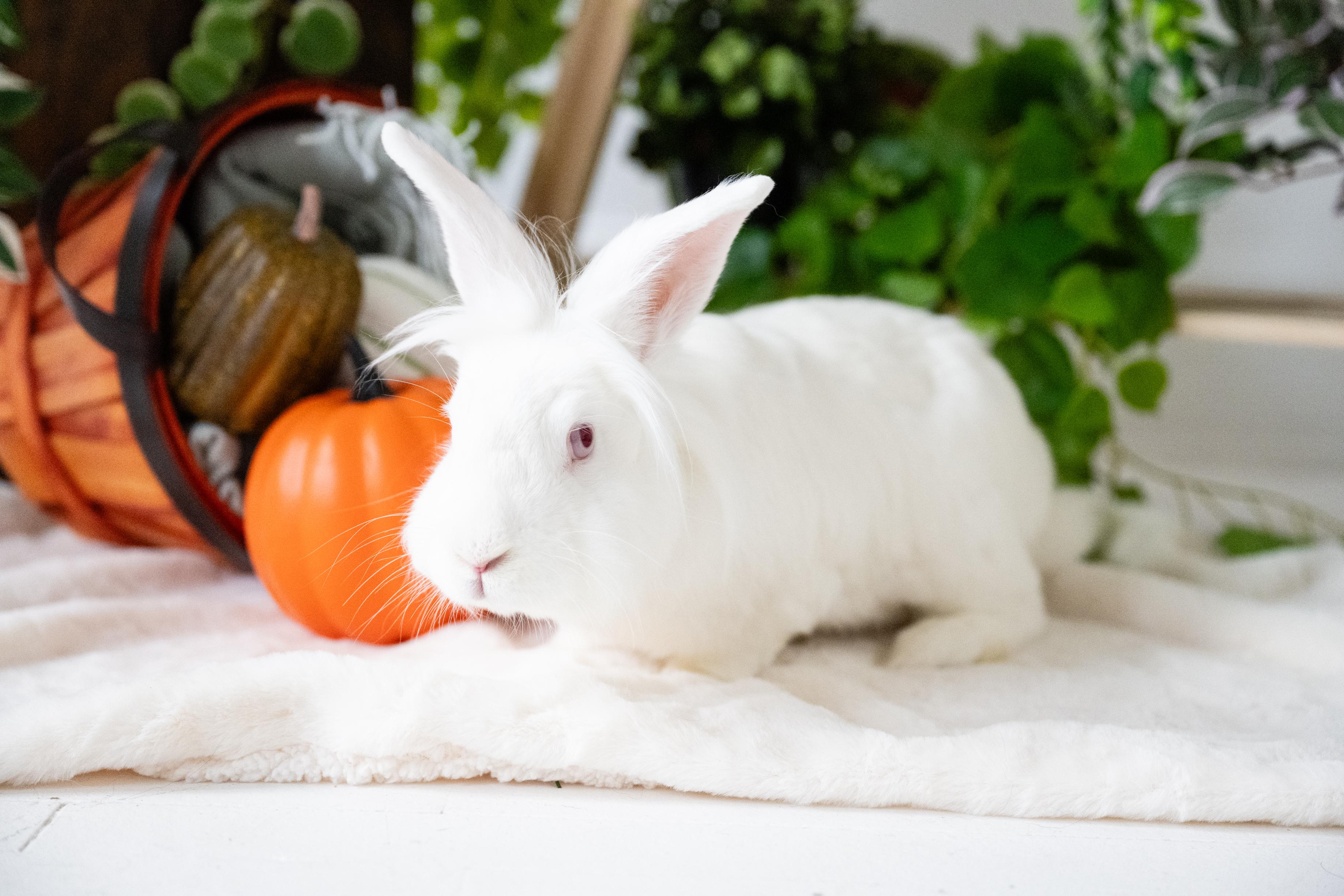 Enlarge Stocking, a Adoptable Lionhead in Saint Paul, MN image 1/6