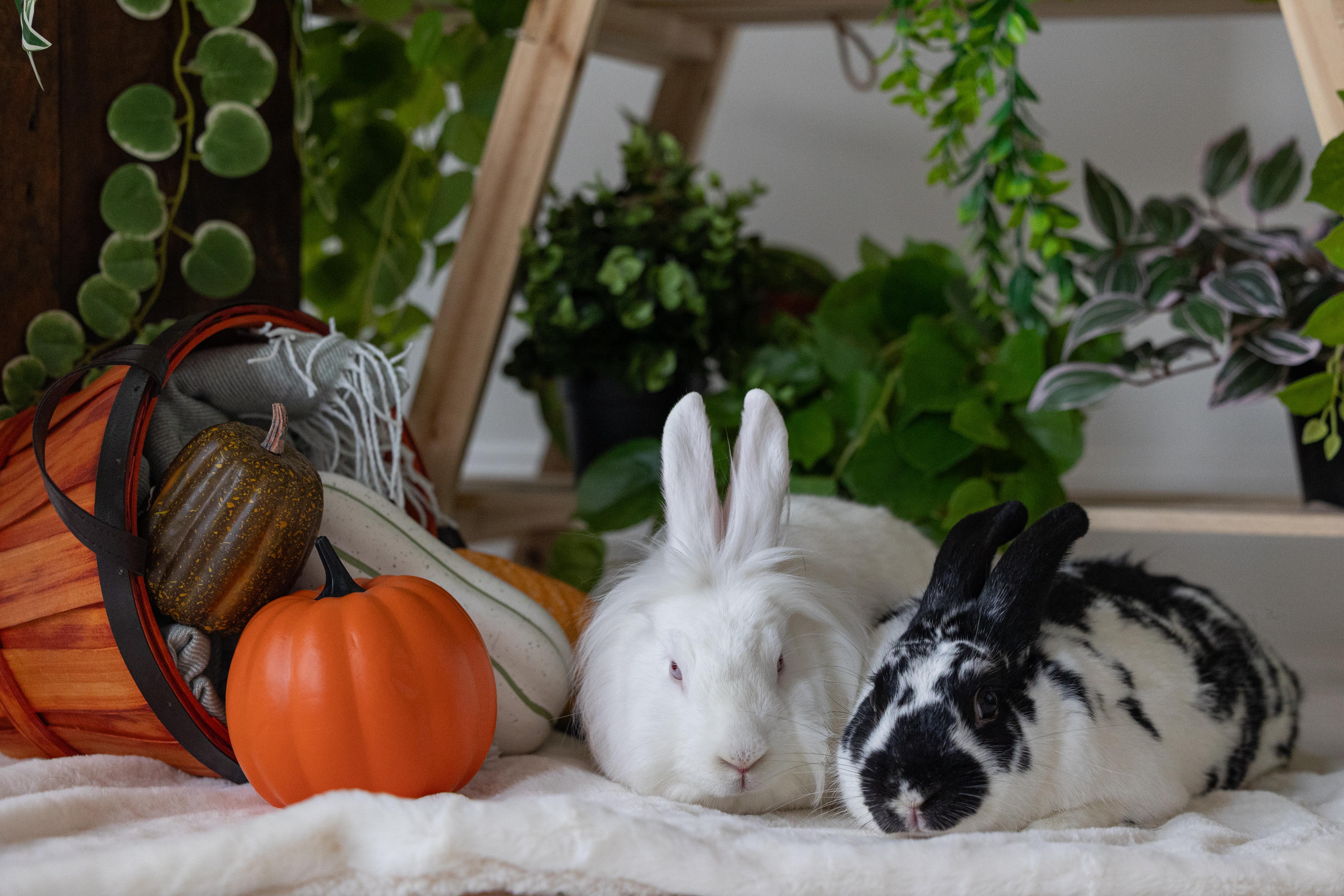 Enlarge Stocking, a Adoptable Lionhead in Saint Paul, MN image 3/6