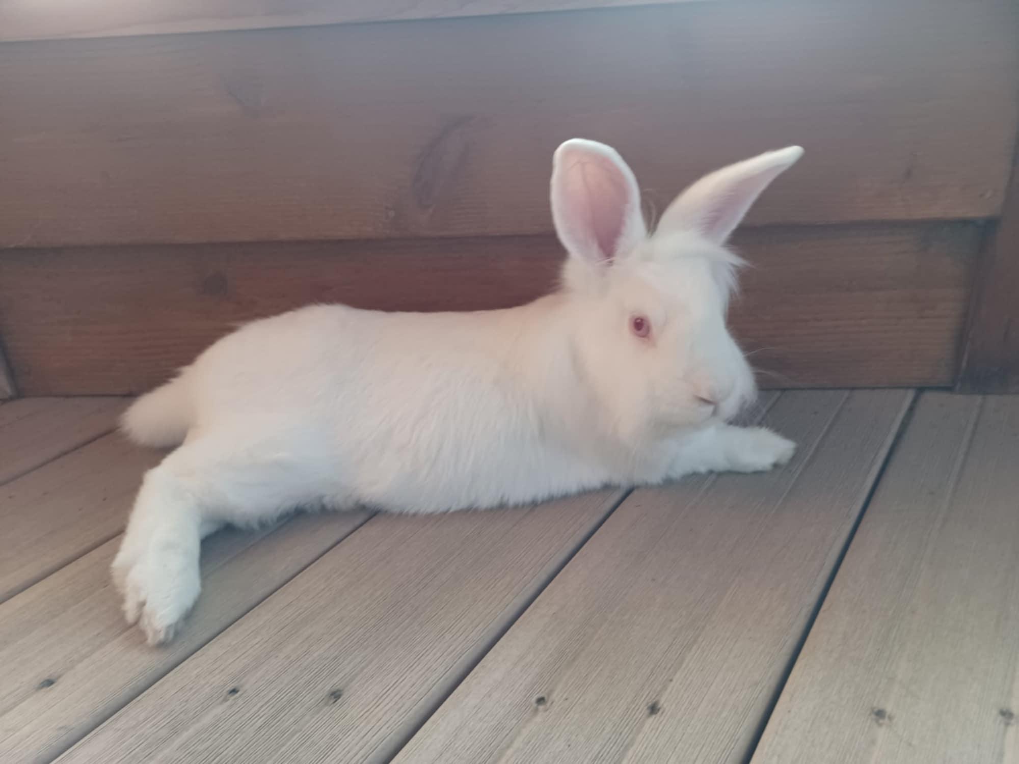 Stocking, Adult Male Lionhead