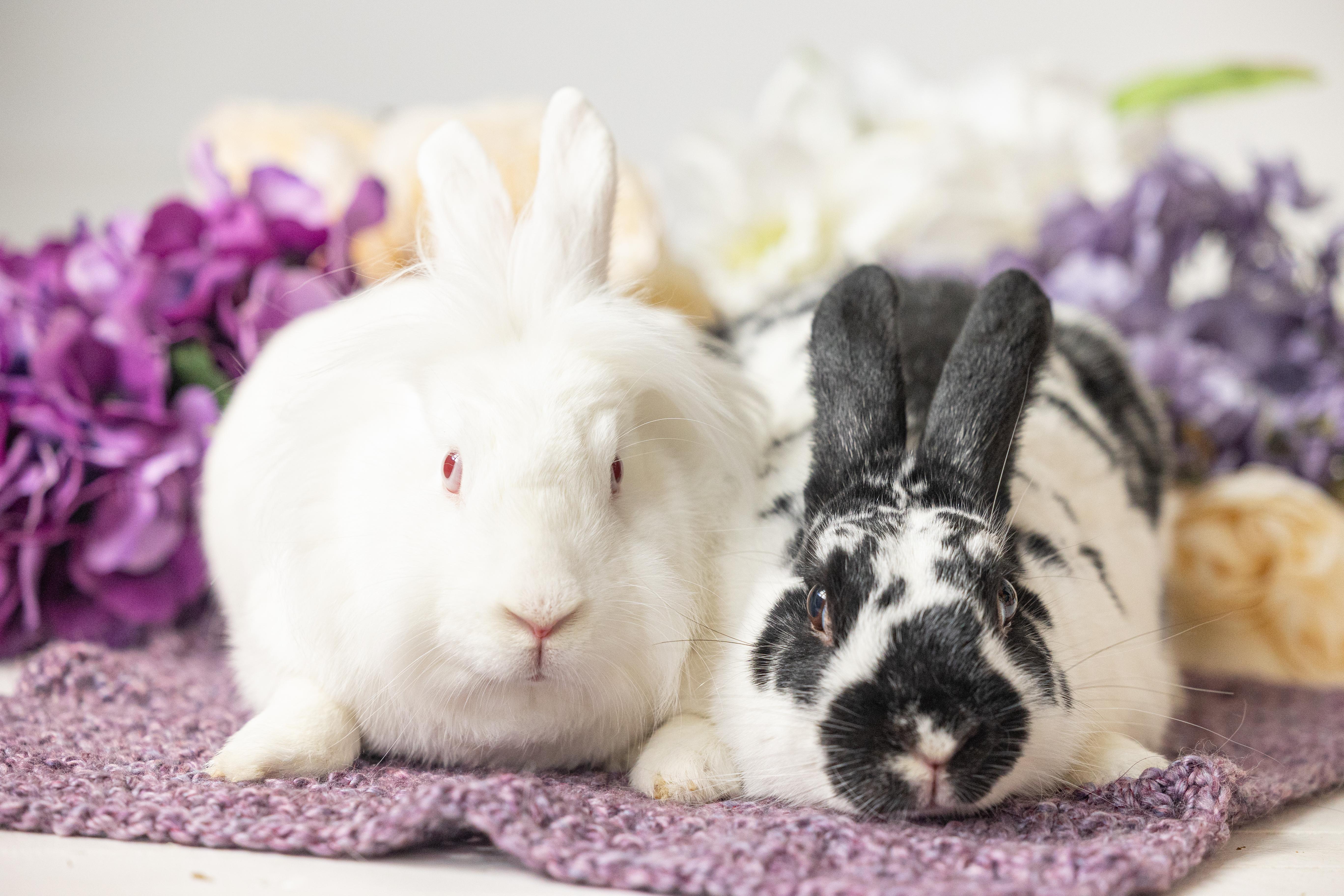 Enlarge Stocking, a Adoptable Lionhead in Saint Paul, MN image 4/6