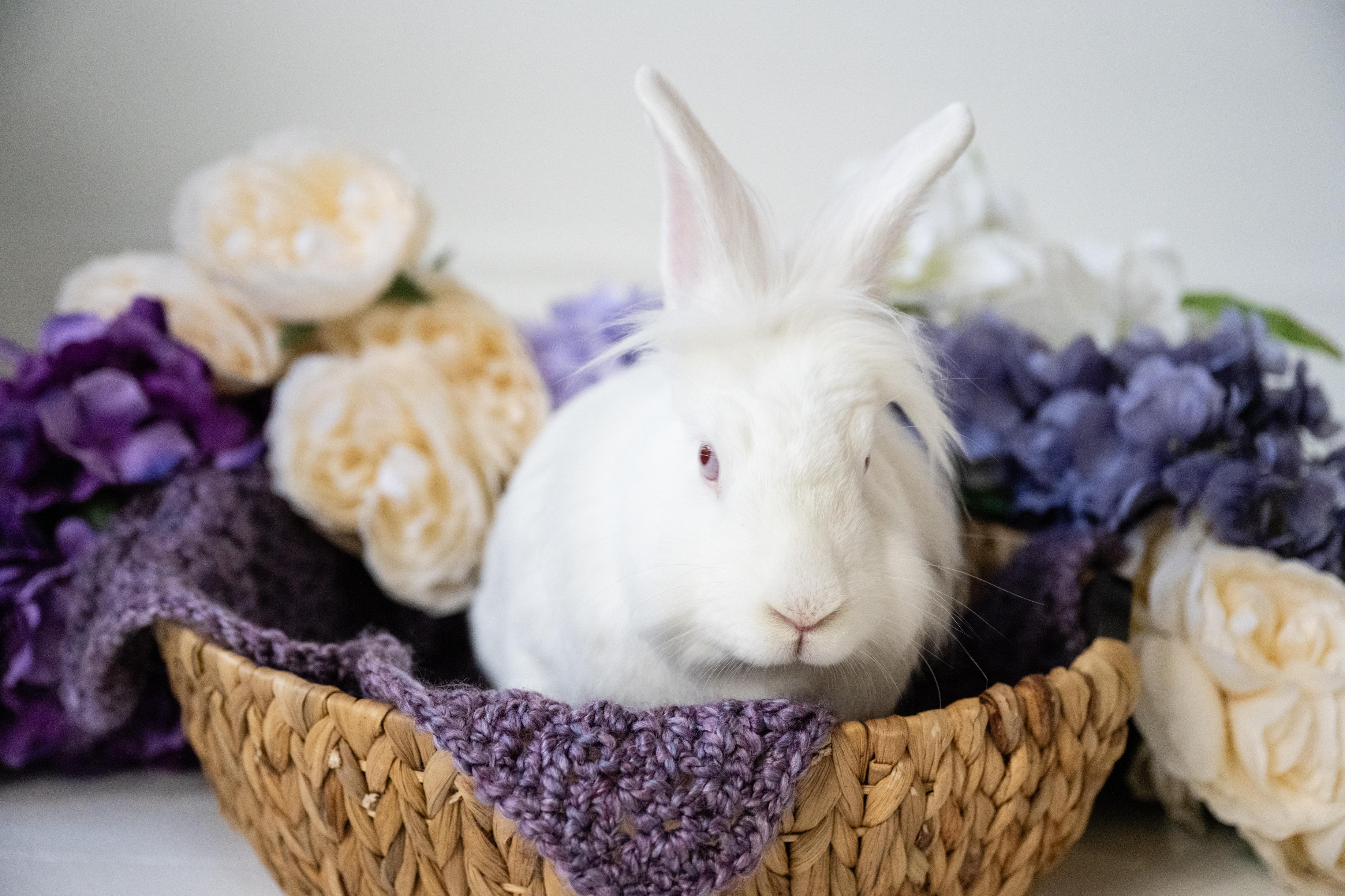 Enlarge Stocking, a Adoptable Lionhead in Saint Paul, MN image 6/6