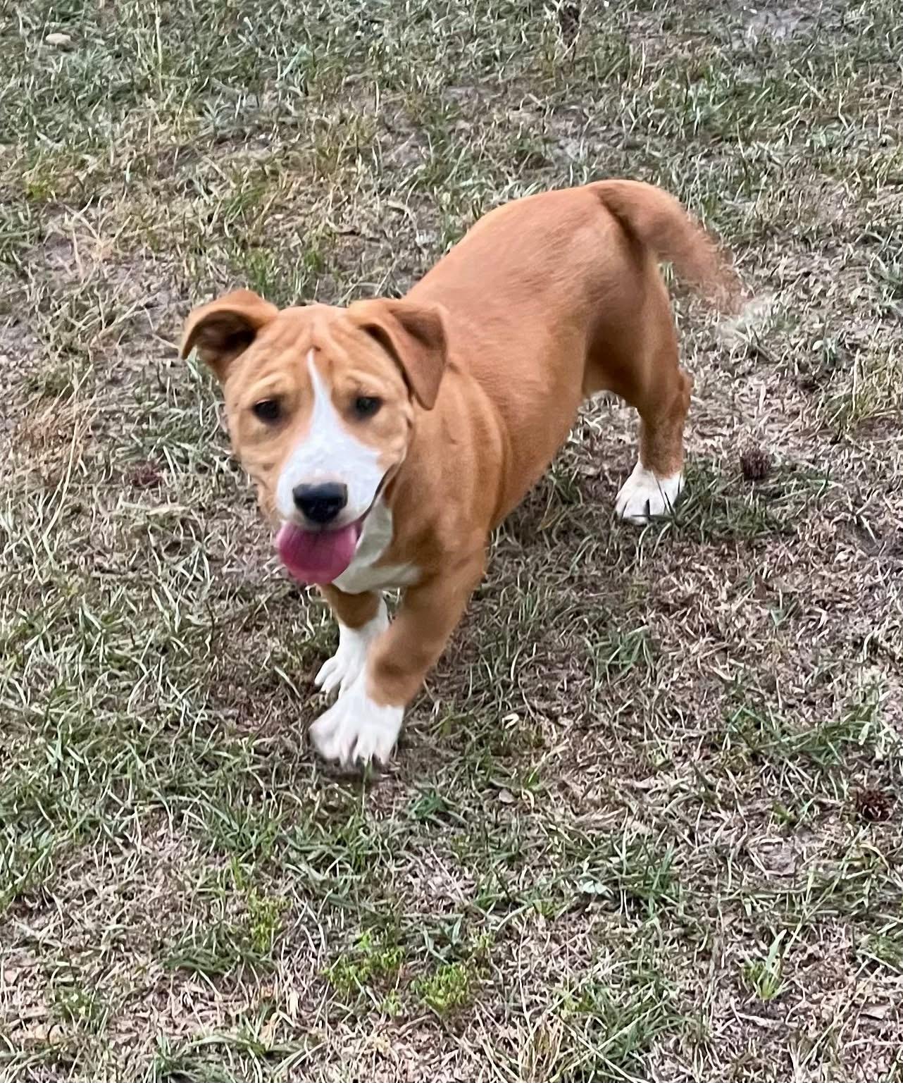 Enlarge Lucy (FKA Penelope), a Adopted mixed breed in Augusta, ME image 1/1
