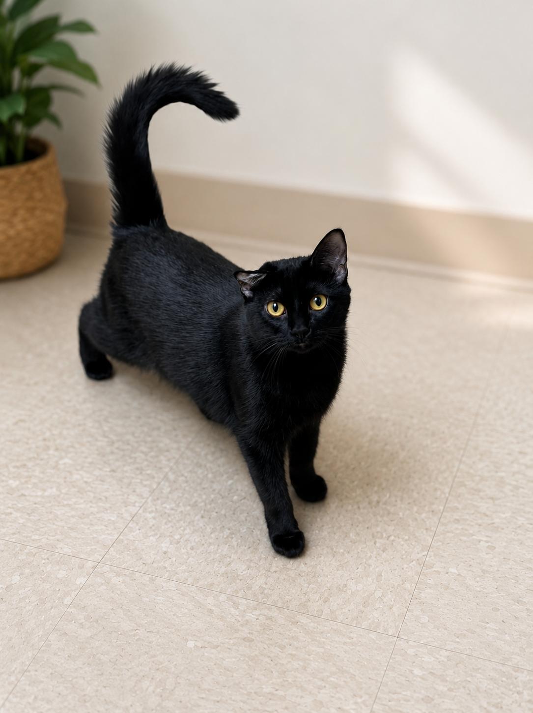 Emmy, a Adoptable Domestic Short Hair in Seminole, OK image 1/3