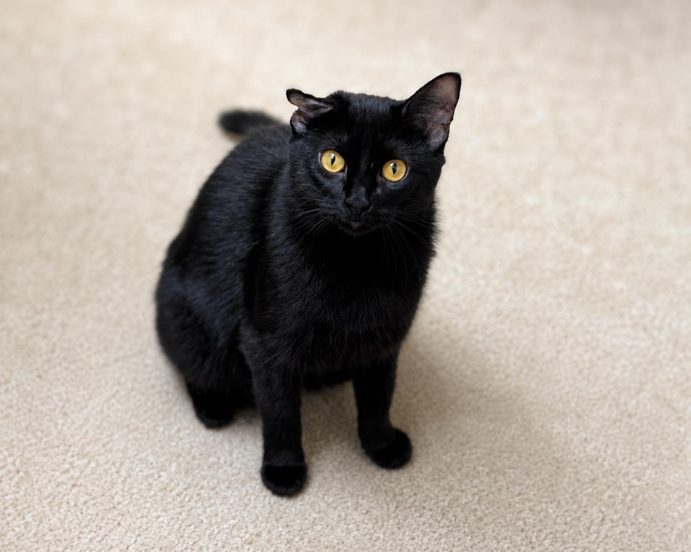 Emmy, a Adoptable Domestic Short Hair in Seminole, OK image 2/3
