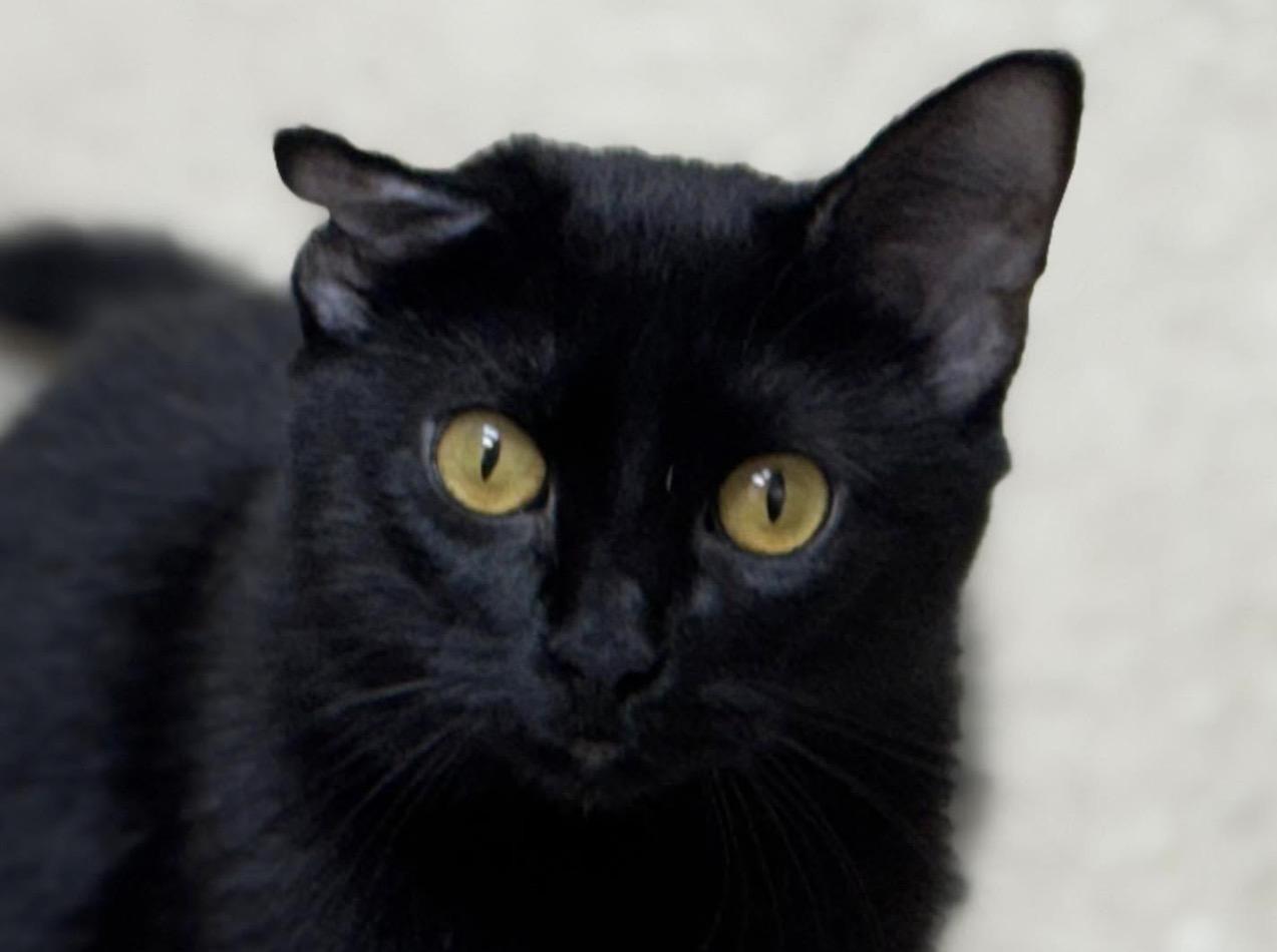 Emmy, a Adoptable Domestic Short Hair in Seminole, OK image 3/3