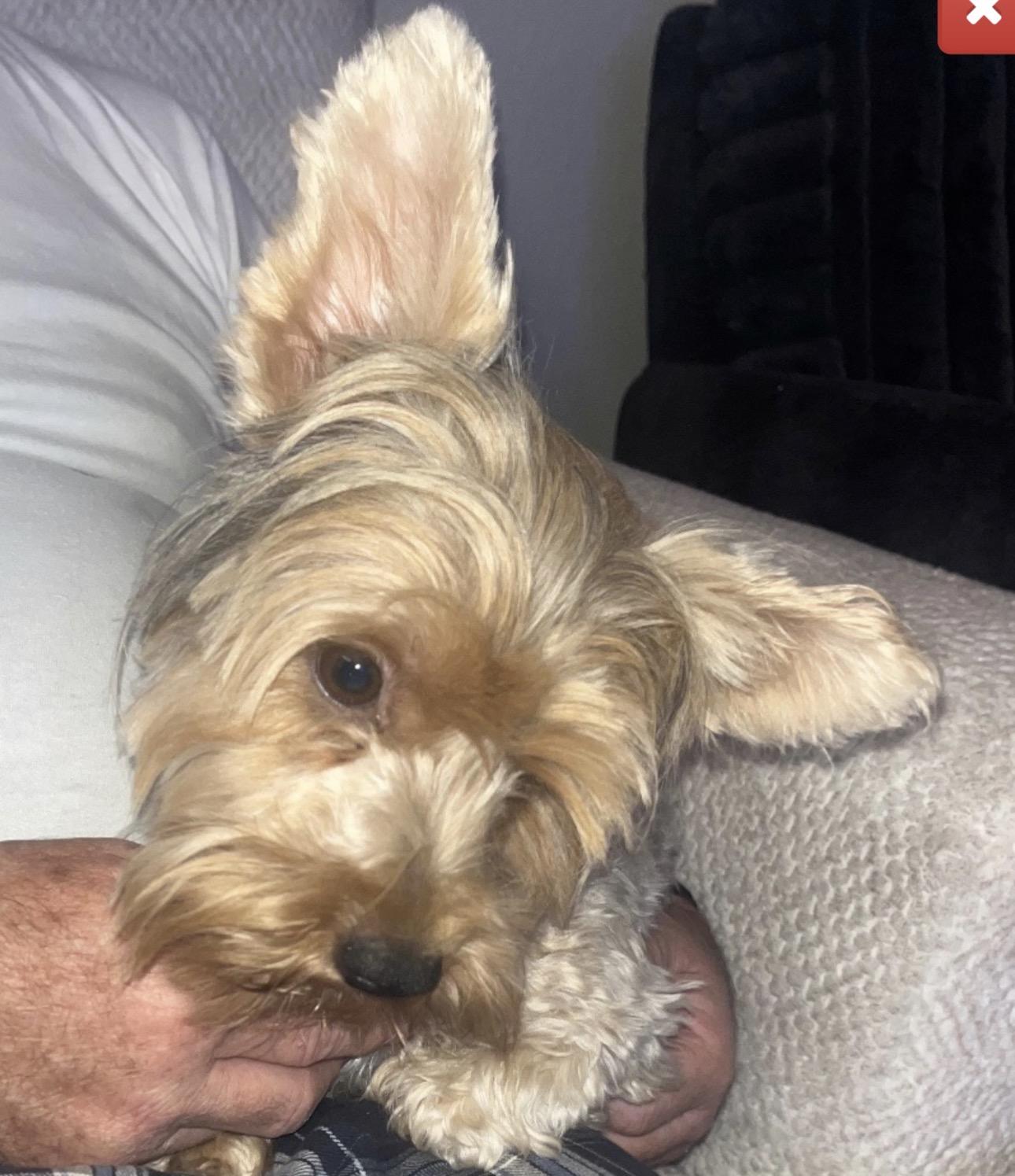 Lucy, Adoptable, Adult Female Yorkshire Terrier.