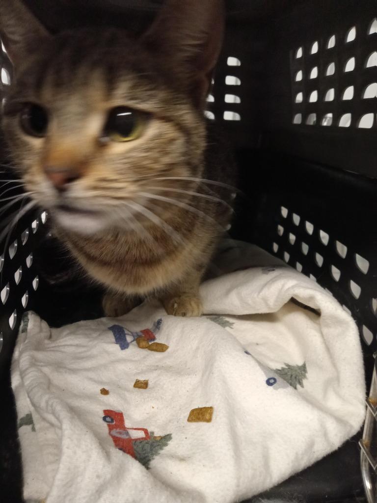 Phoebe- retired momma, a Adoptable mixed breed in Pierceton, IN image 2/3
