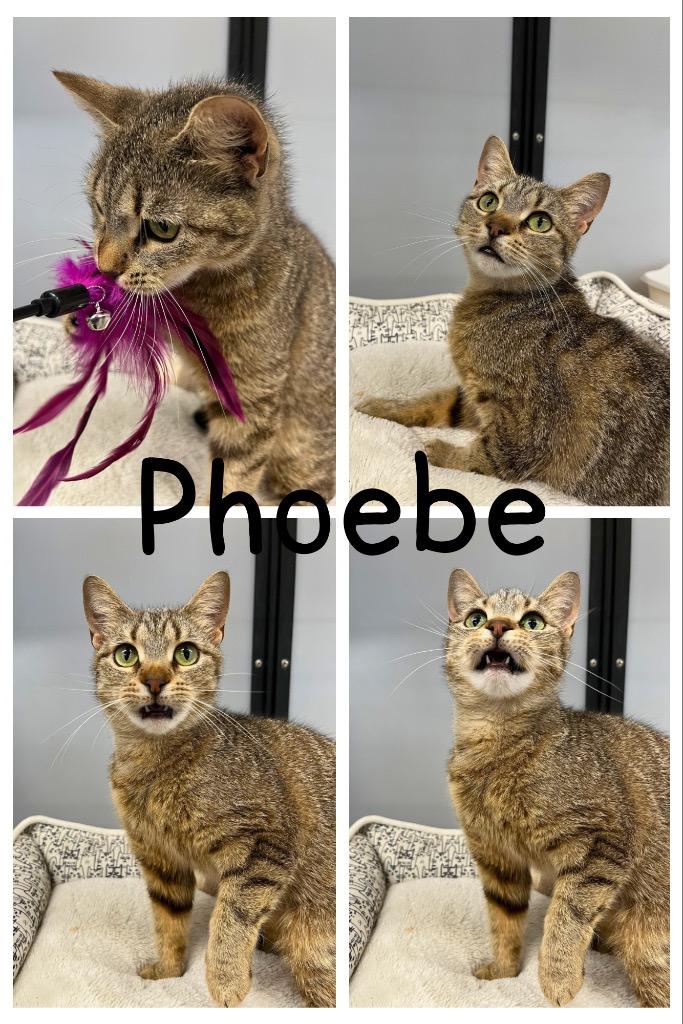 Phoebe- retired momma, a Adoptable mixed breed in Pierceton, IN image 3/3