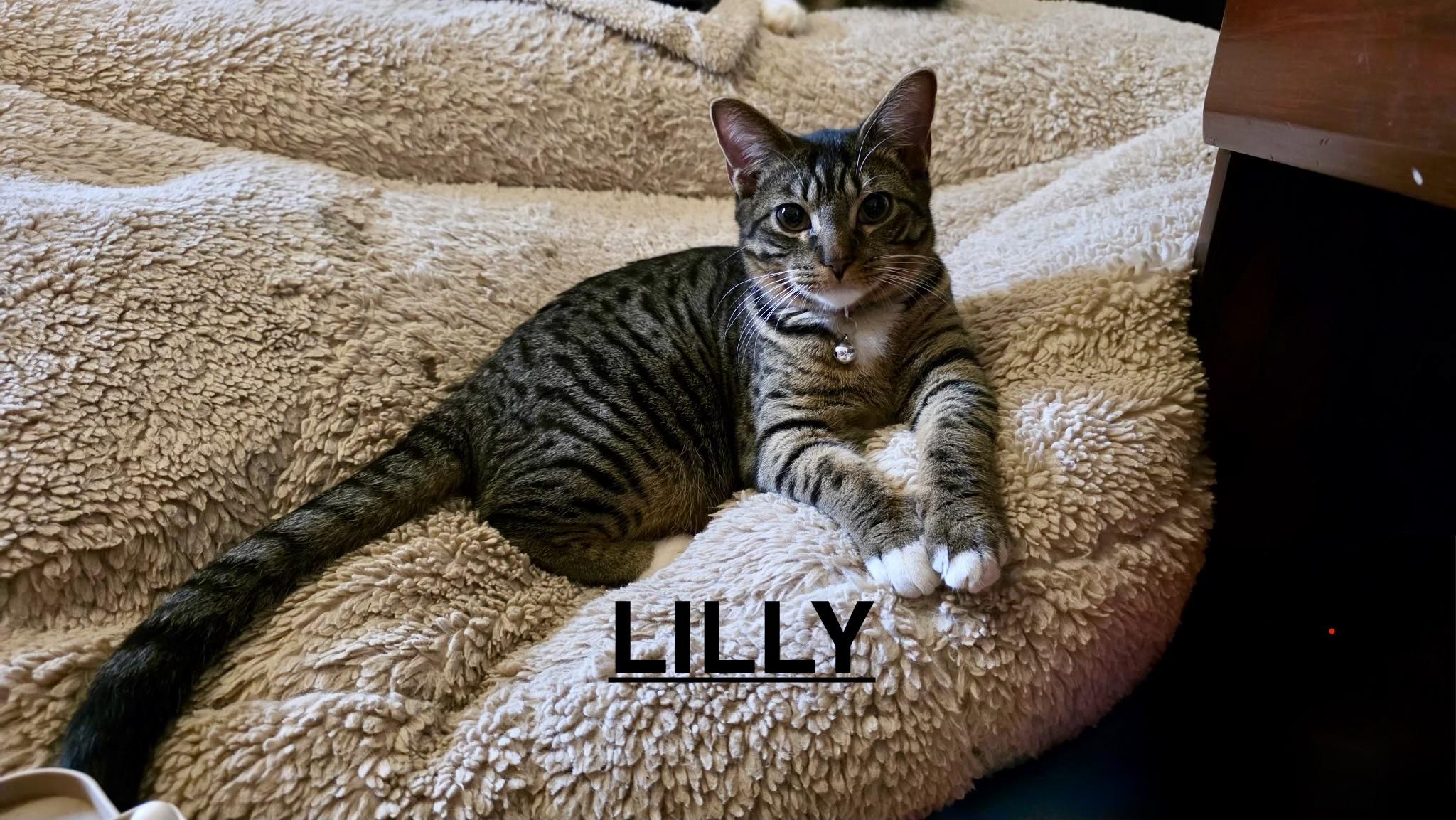 Enlarge Lilly, a ADOPTABLE Domestic Short Hair in Easley, SC image 1/1