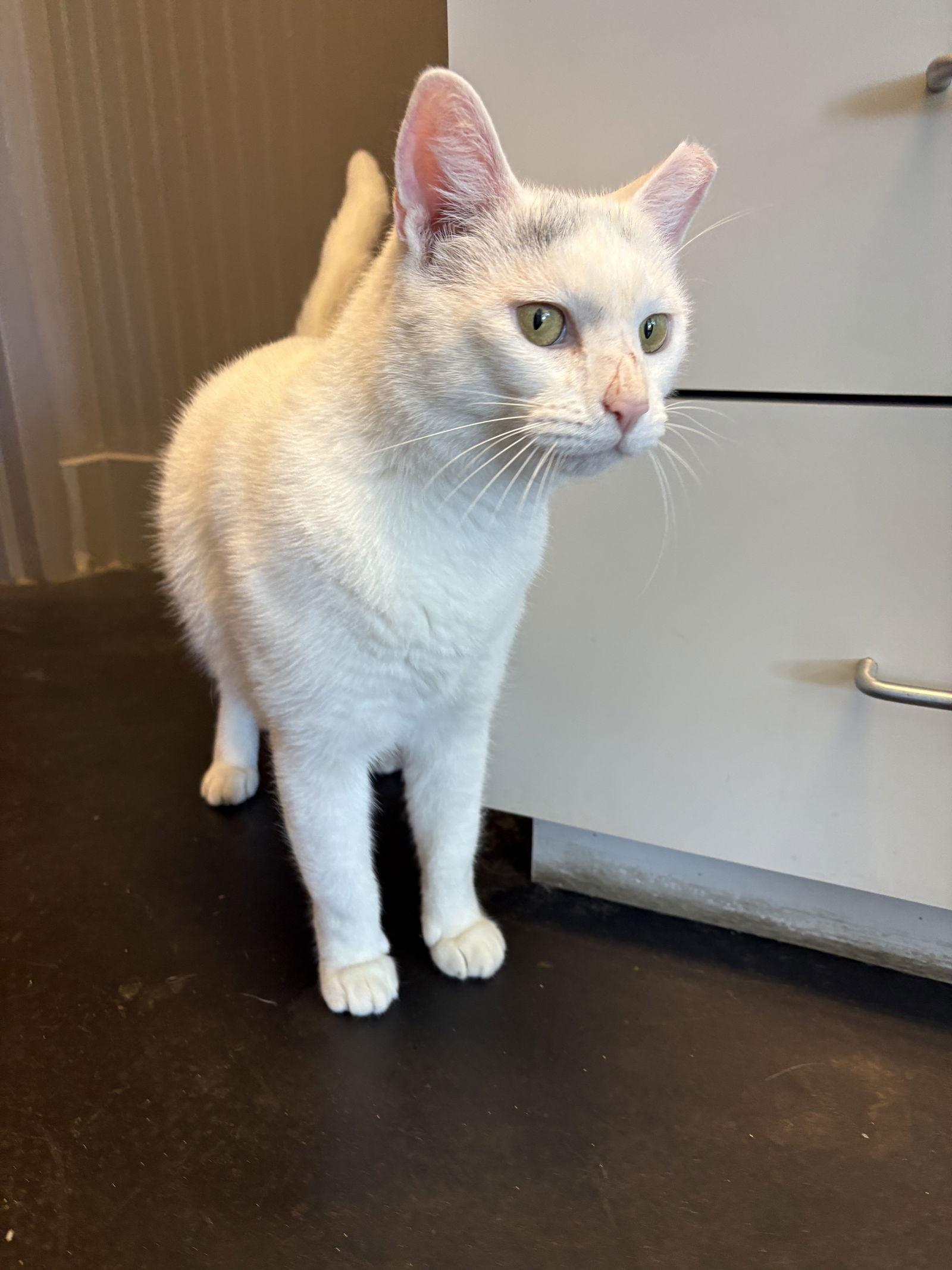 Enlarge Aspen, a Adoptable Domestic Short Hair in Mount Pleasant, SC image 1/2