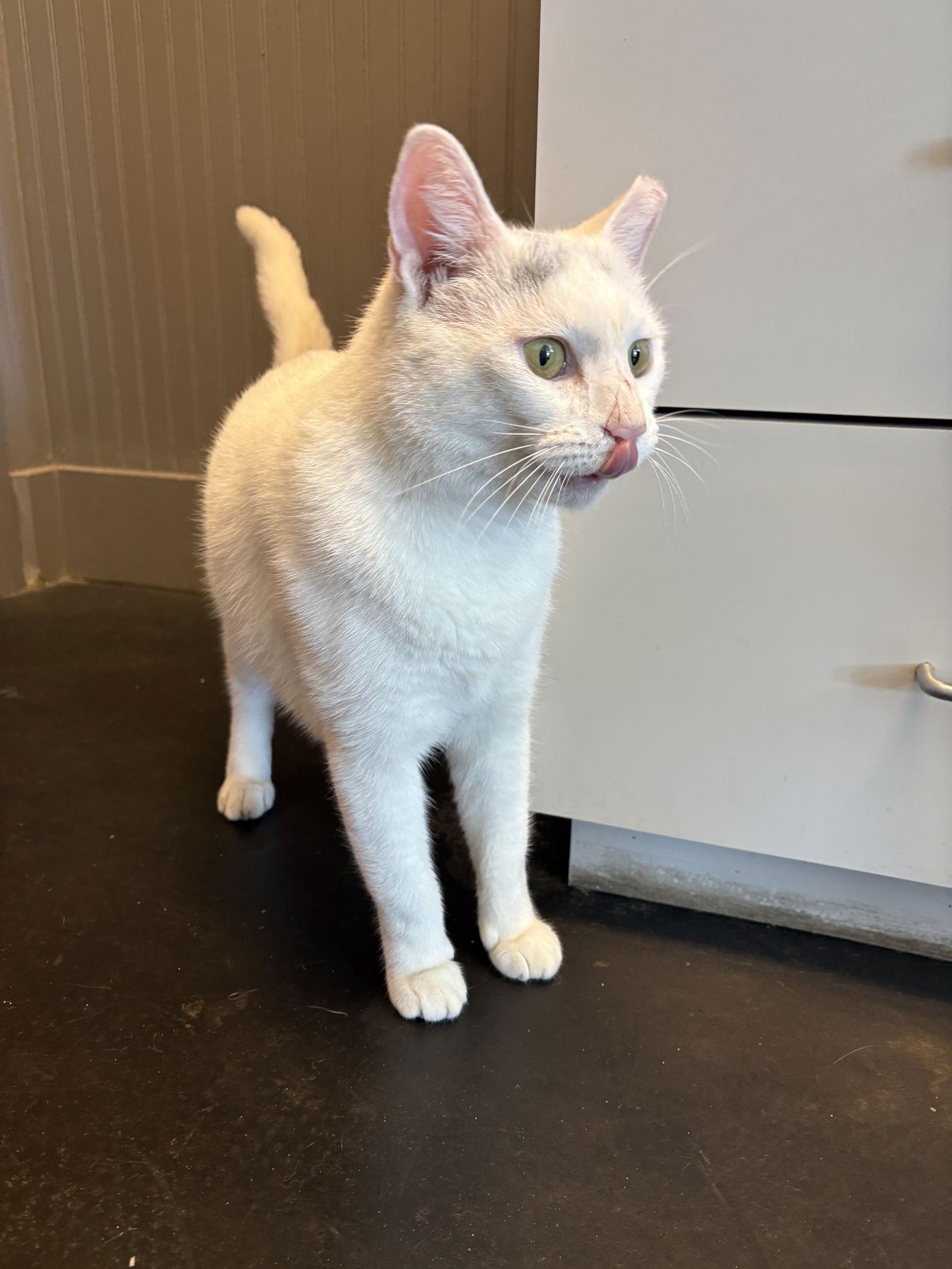 Enlarge Aspen, a Adoptable Domestic Short Hair in Mount Pleasant, SC image 2/2