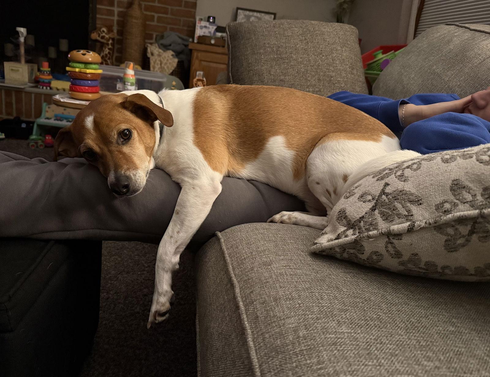 DOUG, Adoptable, Adult Male Beagle & Jack Russell Terrier.