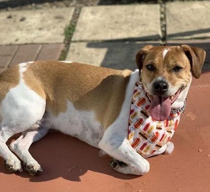 Enlarge DOUG, a Adoptable mixed breed in Amherst, OH image 3/3