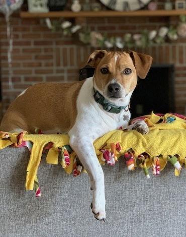 DOUG, a Adoptable mixed breed in Amherst, OH image 2/3