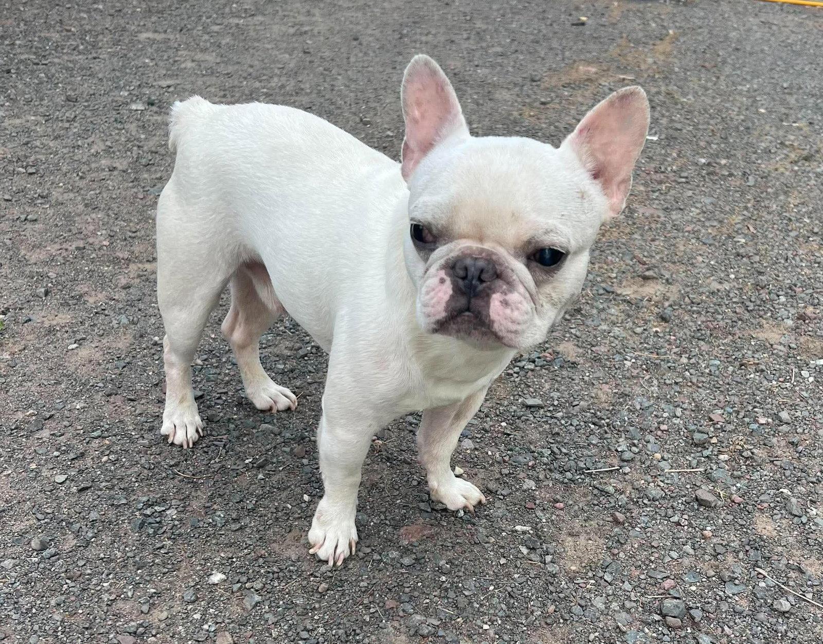 Enlarge Romie, a Adoptable French Bulldog in Duluth, MN image 1/2