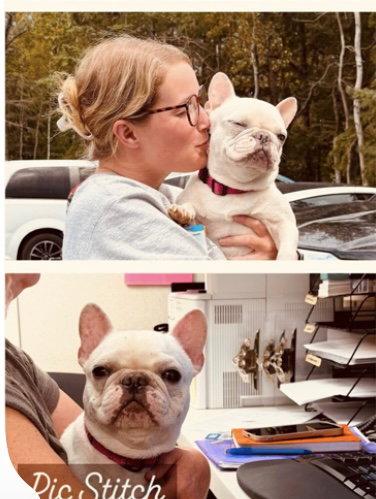 Enlarge Romie, a Adoptable French Bulldog in Duluth, MN image 2/2