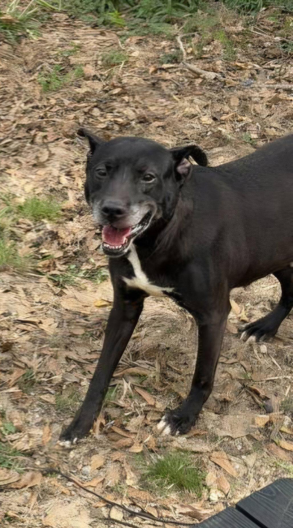 Rhoda, a Adoptable Labrador Retriever in Jackson, MS image 1/3