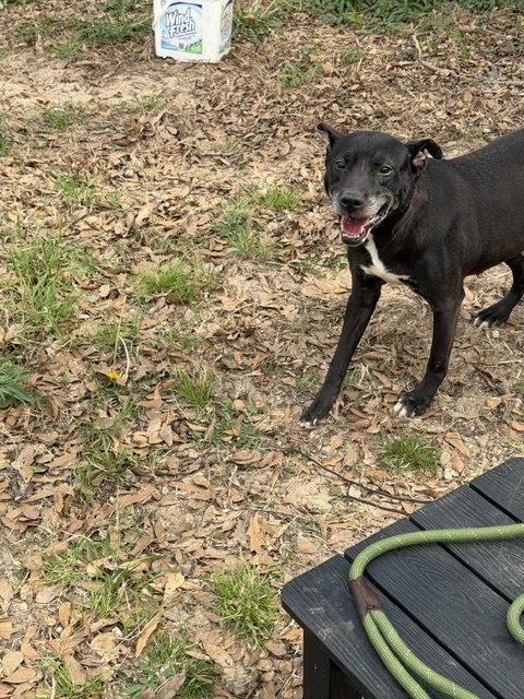Rhoda, a Adoptable Labrador Retriever in Jackson, MS image 1/3