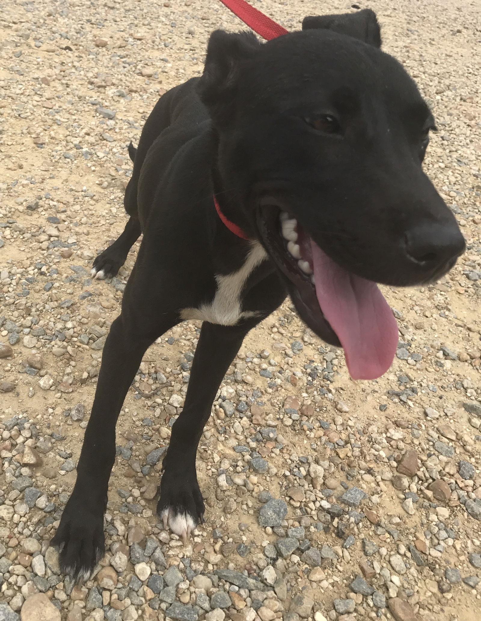 Rhoda, Adoptable, Young Female Labrador Retriever.