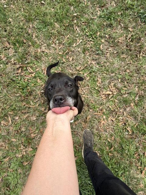 Rhoda, a Adoptable Labrador Retriever in Jackson, MS image 3/3