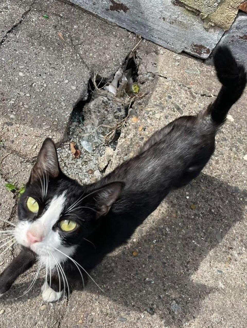 Sabrina (FIV+), Adoptable, Adult Female Domestic Short Hair.