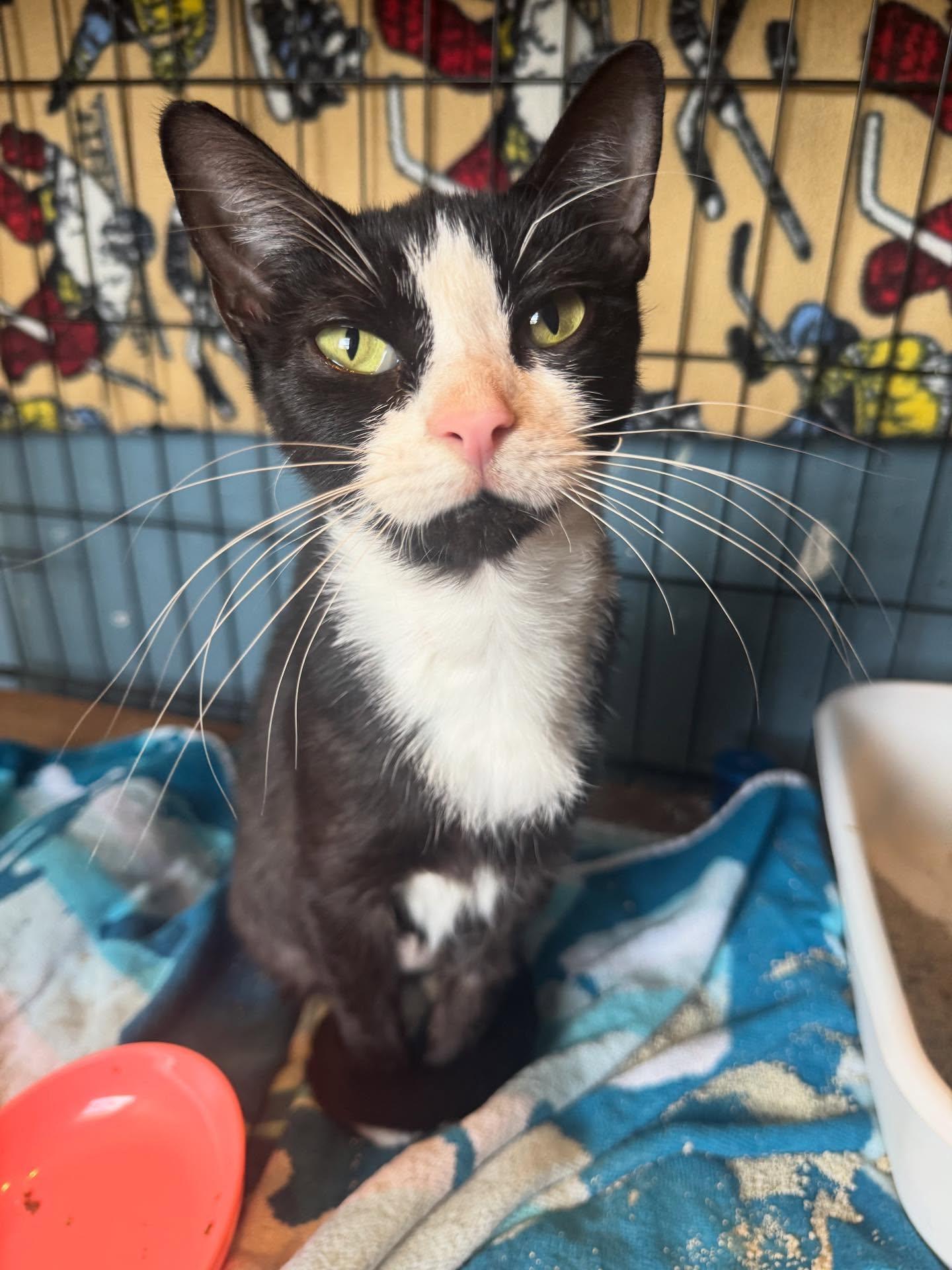 Enlarge Sabrina (FIV+), a Adoptable Domestic Short Hair in Levittown, PA image 3/4