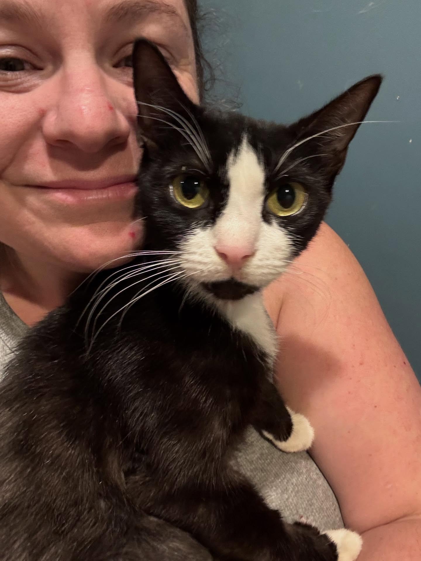 Enlarge Sabrina (FIV+), a Adoptable Domestic Short Hair in Levittown, PA image 4/4