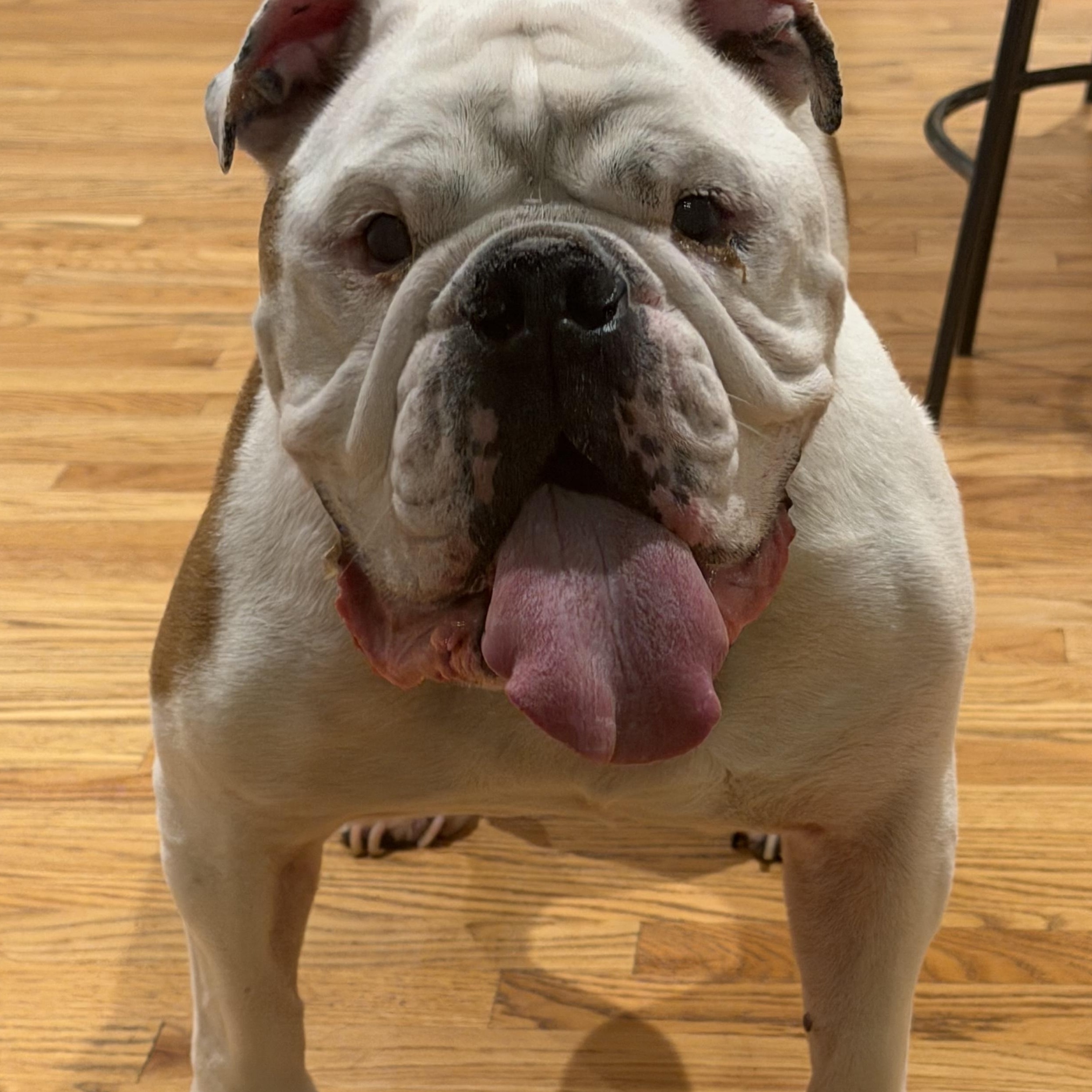 Zeus photo