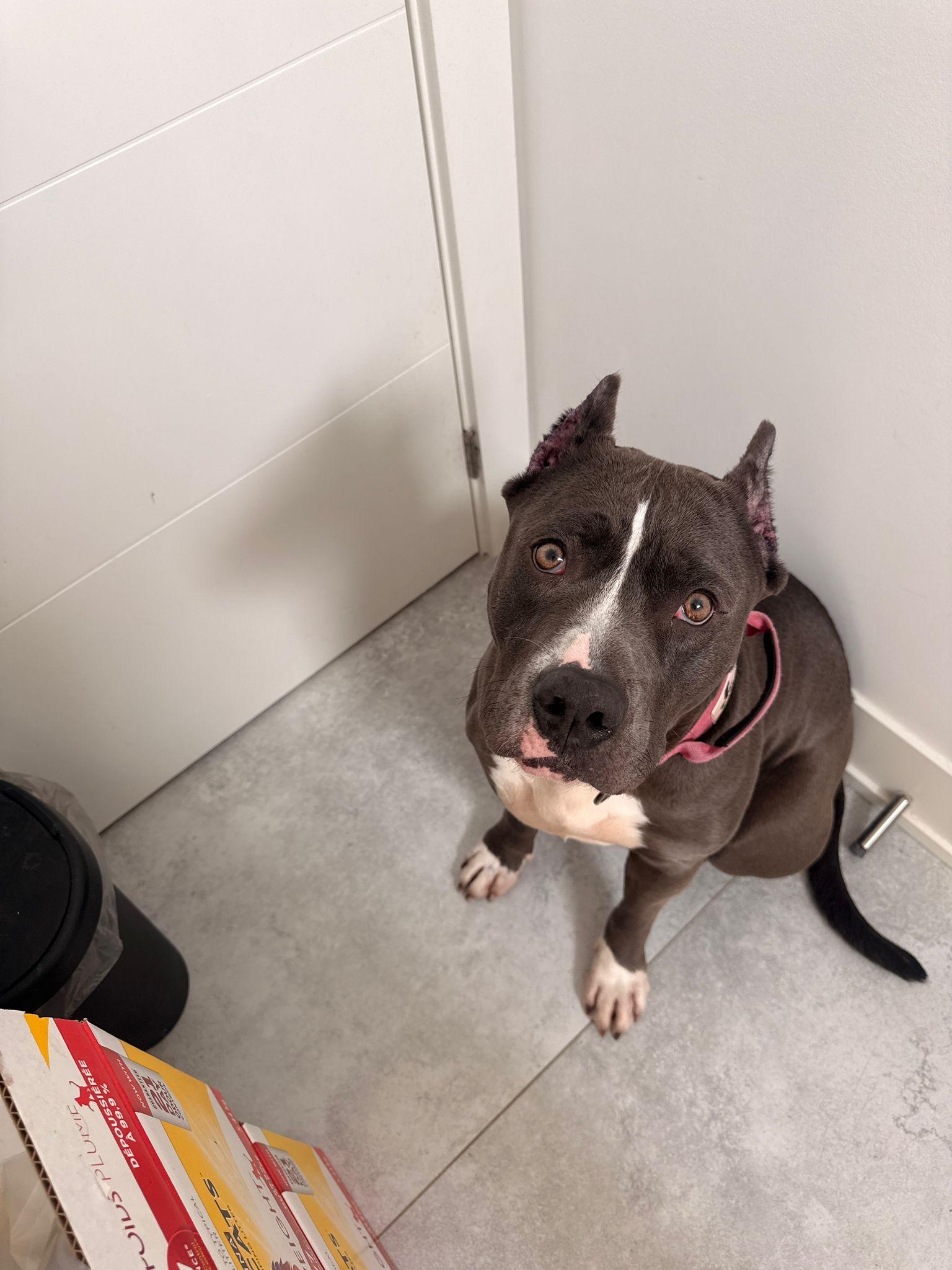 Rev, an adopted American Bully in London, ON image 4/4