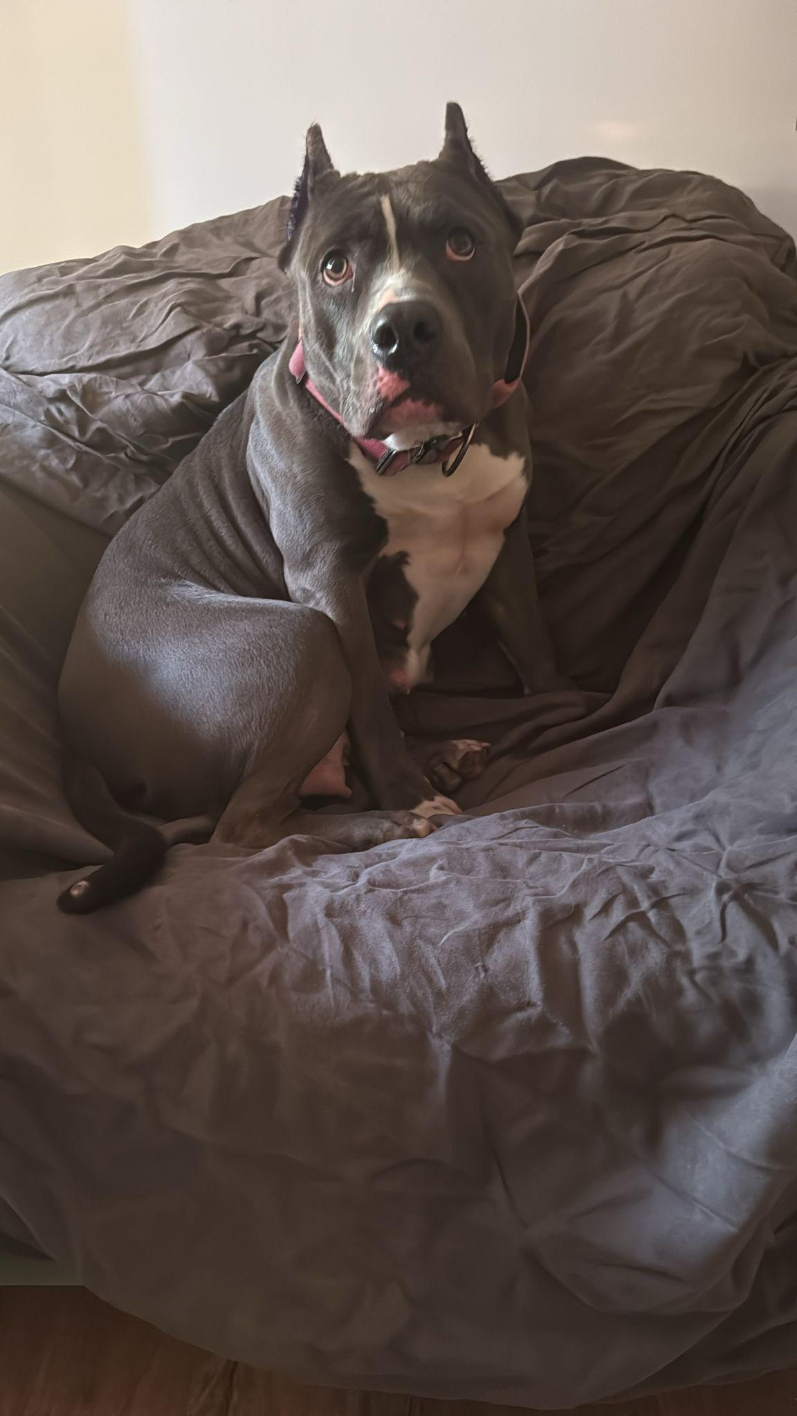 Rev, an adopted American Bully in London, ON image 3/4