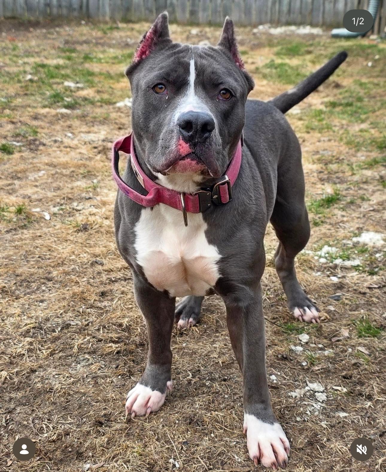 Rev, an adopted American Bully in London, ON image 2/4