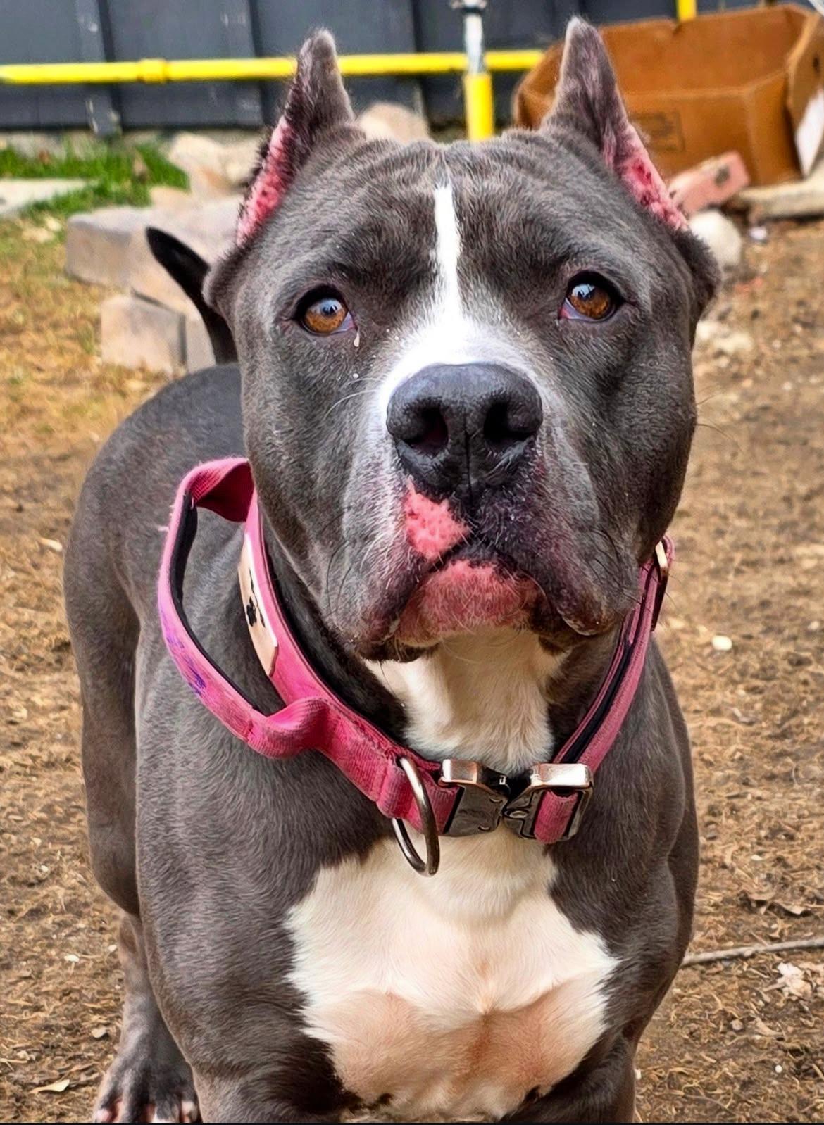 Rev, adopted, Adult Female American Bully.