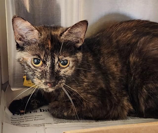 Enlarge GYPSY, a Adoptable Domestic Short Hair in St. Louis, MO image 1/1