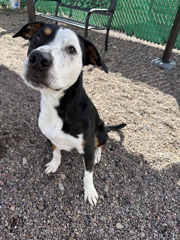 Calvin, Adoptable, Young Male Mixed Breed.