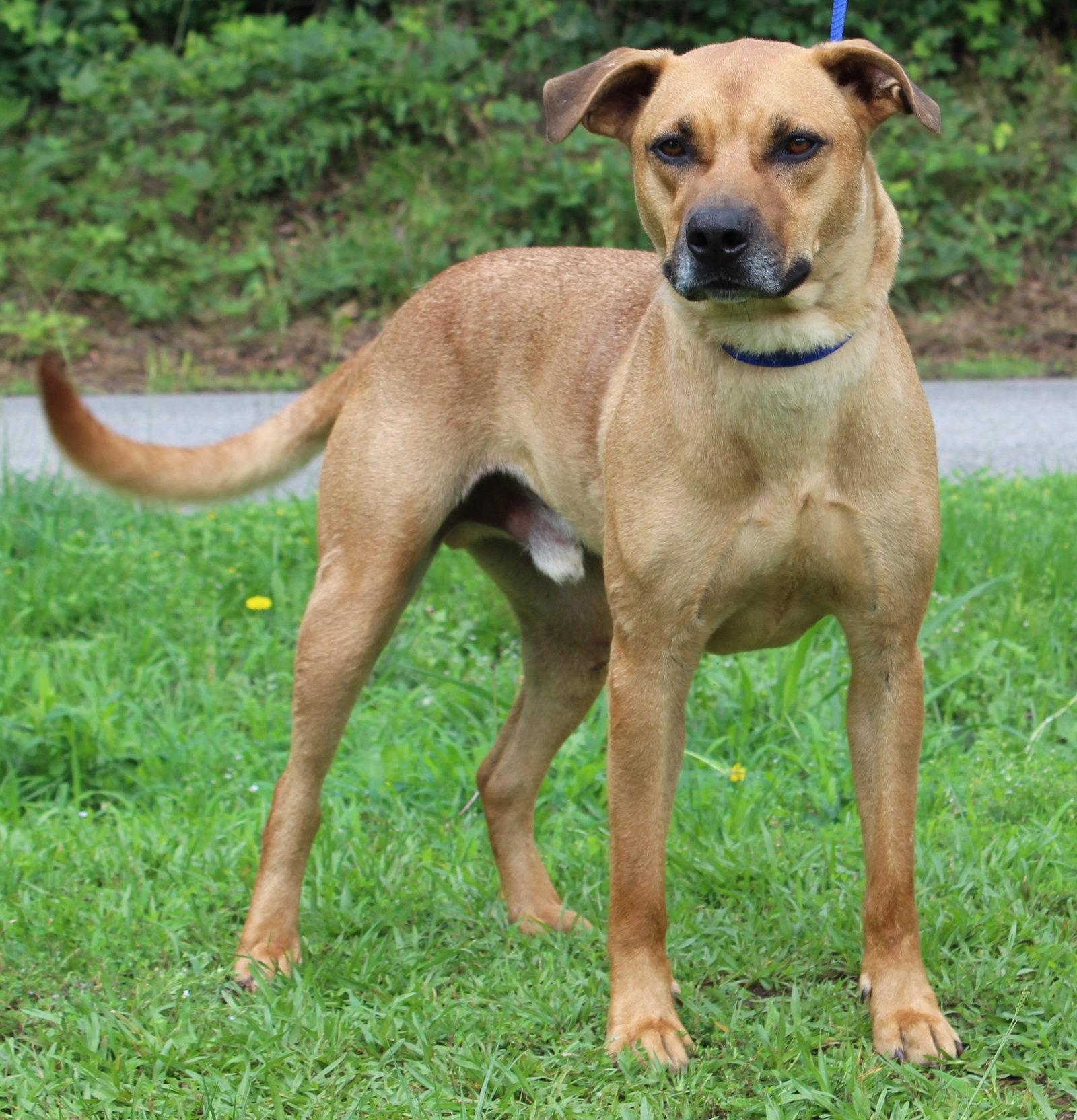 Bob 43663, Adoptable, Adult Male Shepherd.