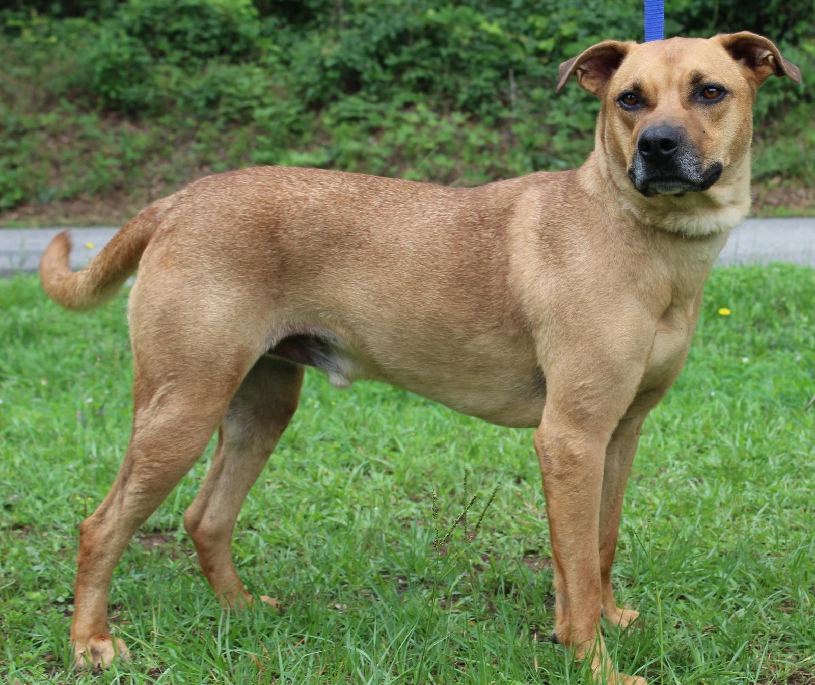 Bob 43663, a Adoptable Shepherd in Prattville, AL image 2/3