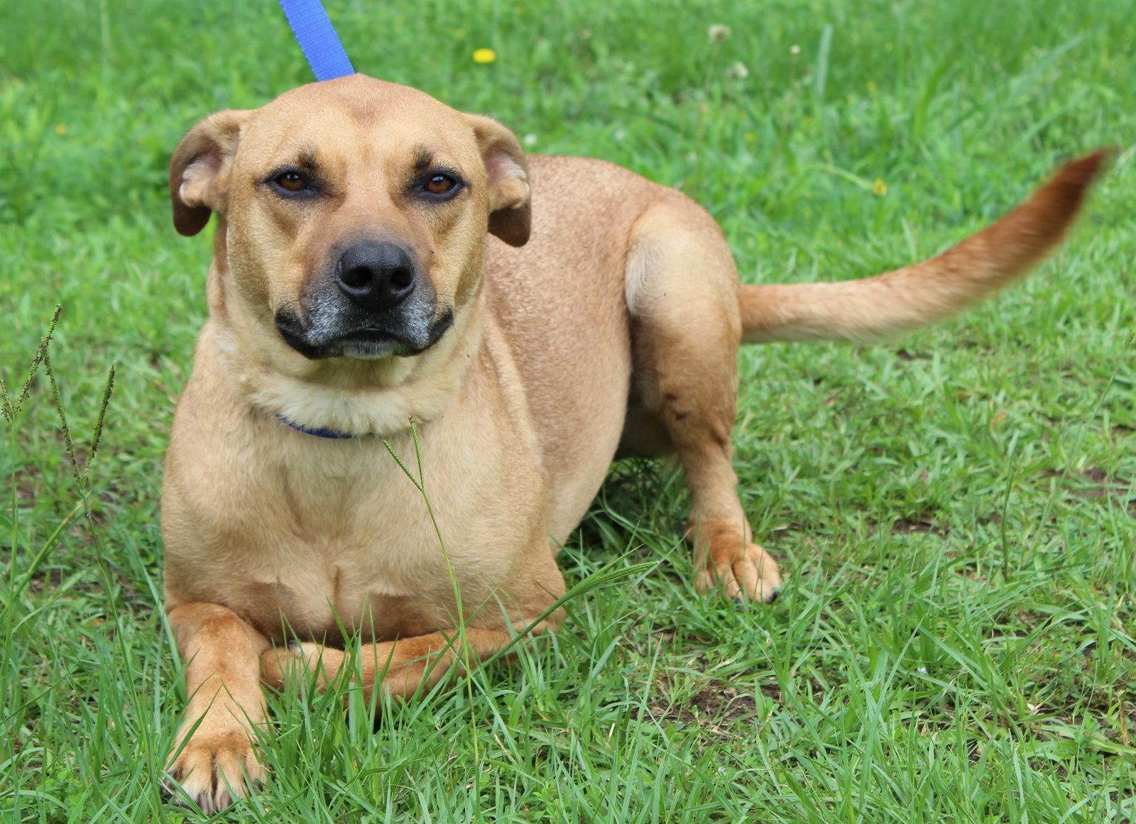 Bob 43663, a Adoptable Shepherd in Prattville, AL image 3/3