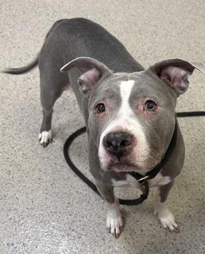 Vida (bonded to Khloe Jane)