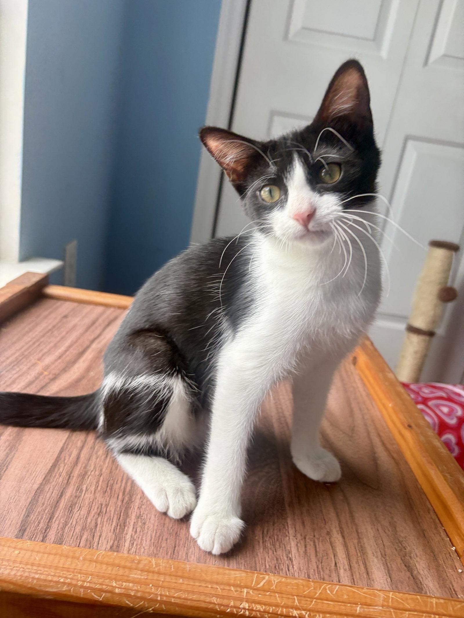 Millie Mae, Adopted, Young Female Domestic Short Hair.