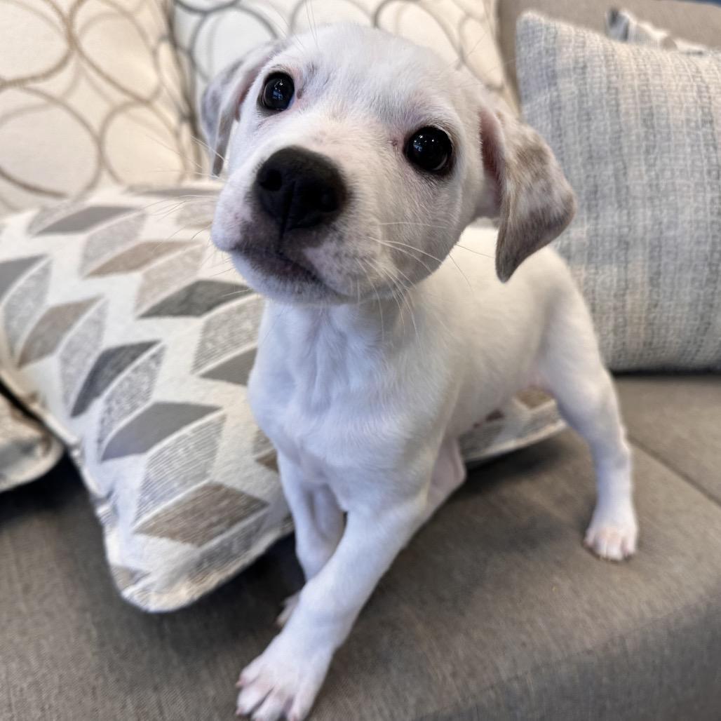 Pai, Adoptable, Puppy Male Mixed Breed.