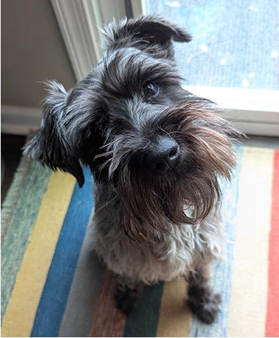 Griffin, ADOPTABLE, Young Male Miniature Schnauzer.