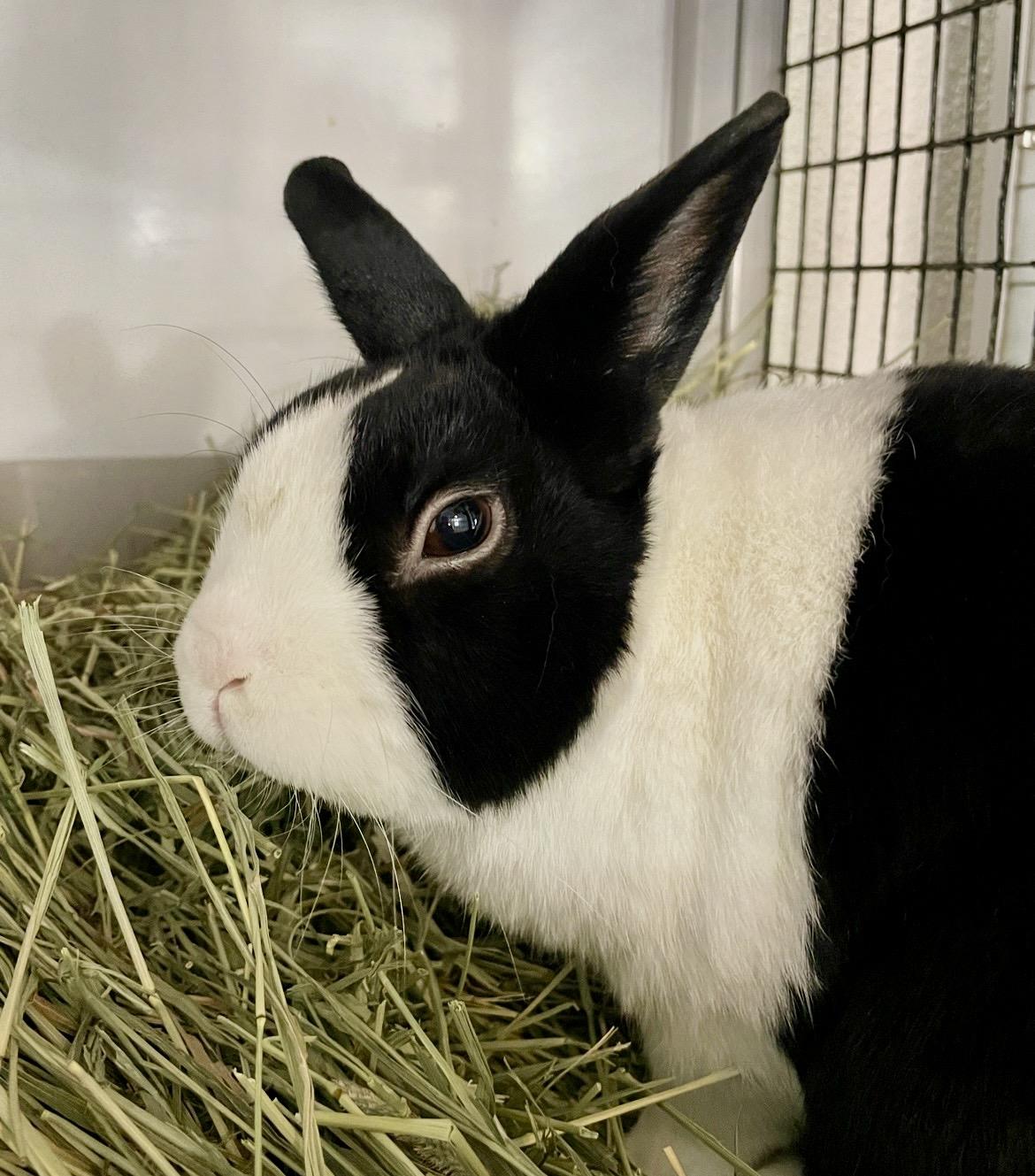 Bandido, ADOPTABLE, Adult Male Dutch.