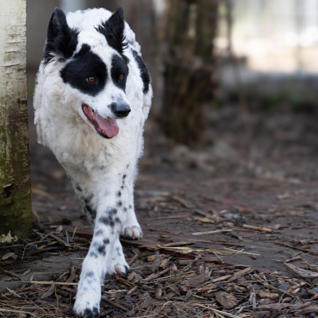 GIGI, Adoptable, Adult Female Border Collie & Poodle.