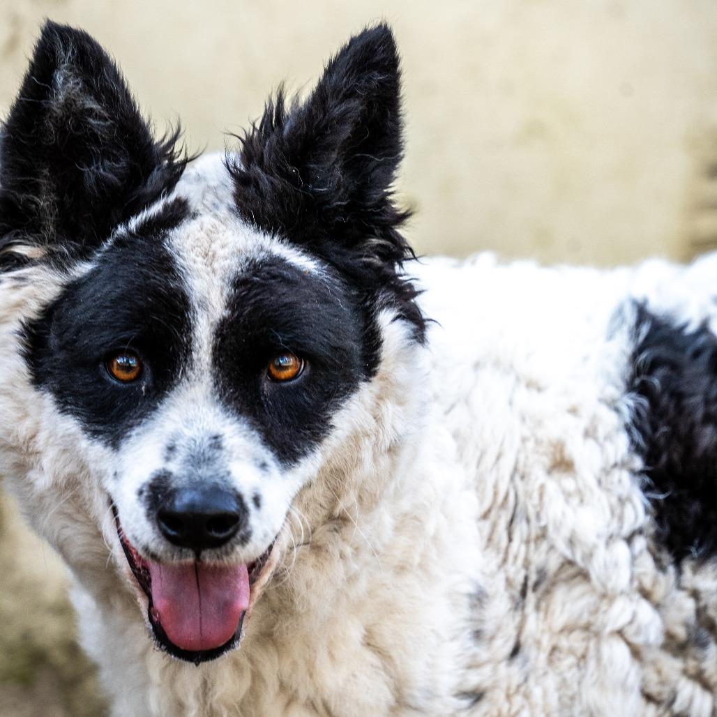 Enlarge GIGI, a Adoptable mixed breed in Point Richmond, CA image 3/5