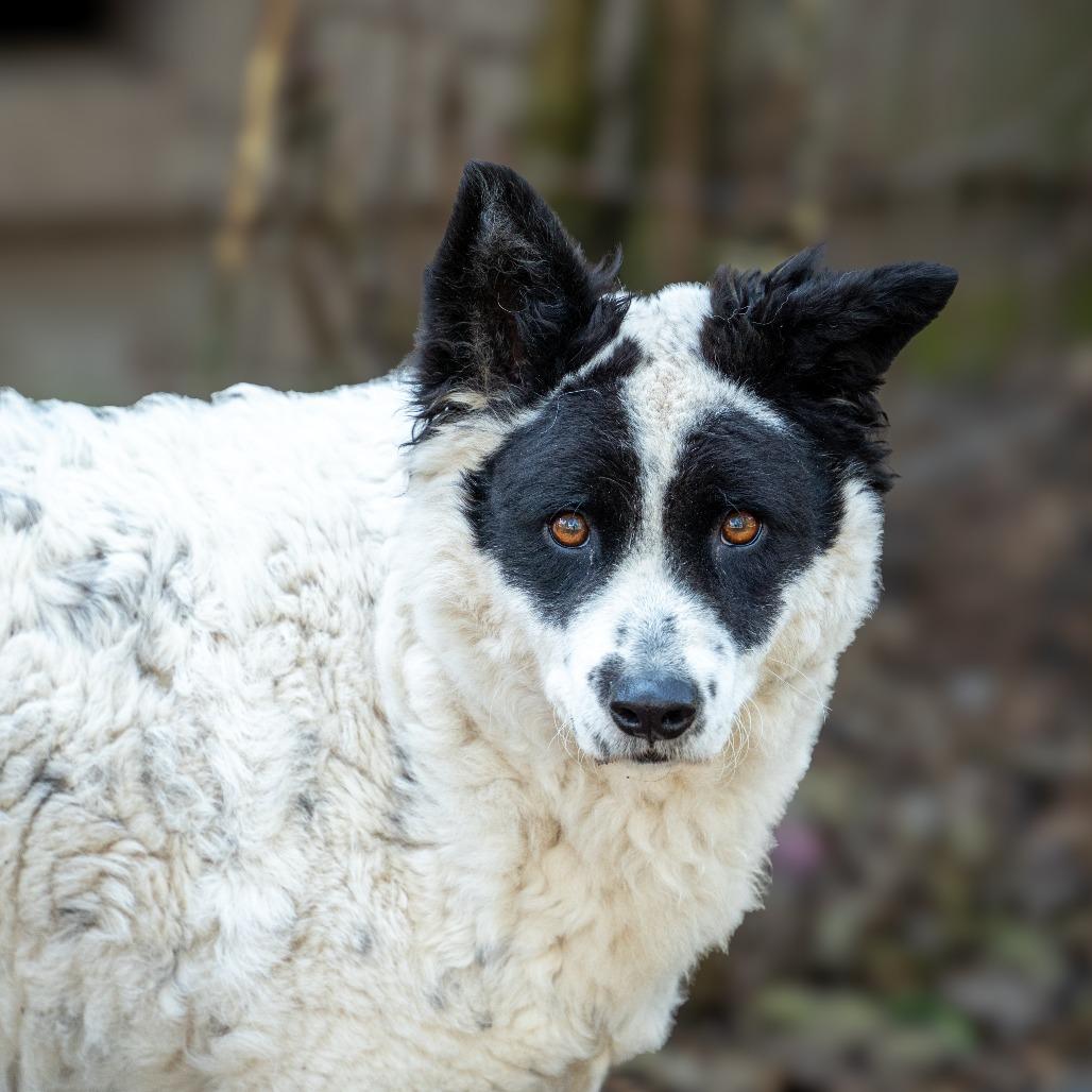 Enlarge GIGI, a Adoptable mixed breed in Point Richmond, CA image 5/5