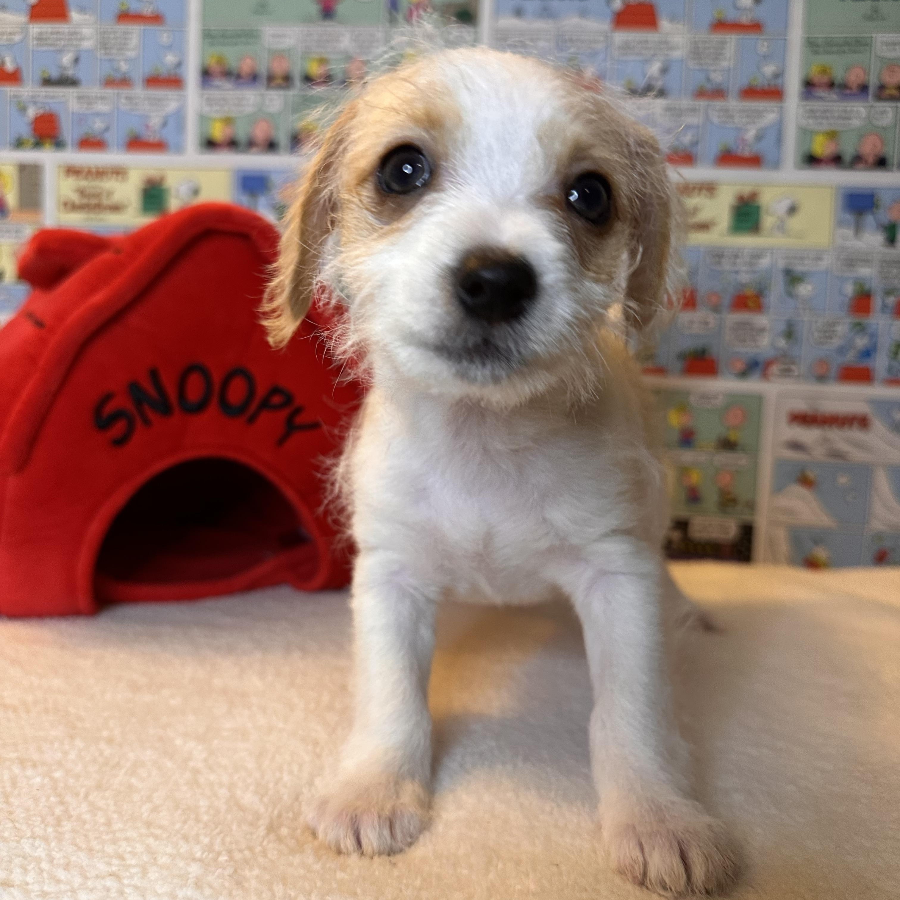 Sally, adopted, Puppy Female Terrier.