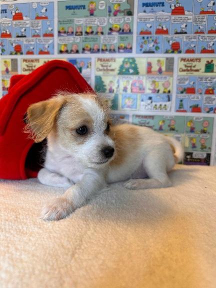 Enlarge Sally, an adopted mixed breed in West Hollywood, CA image 3/5