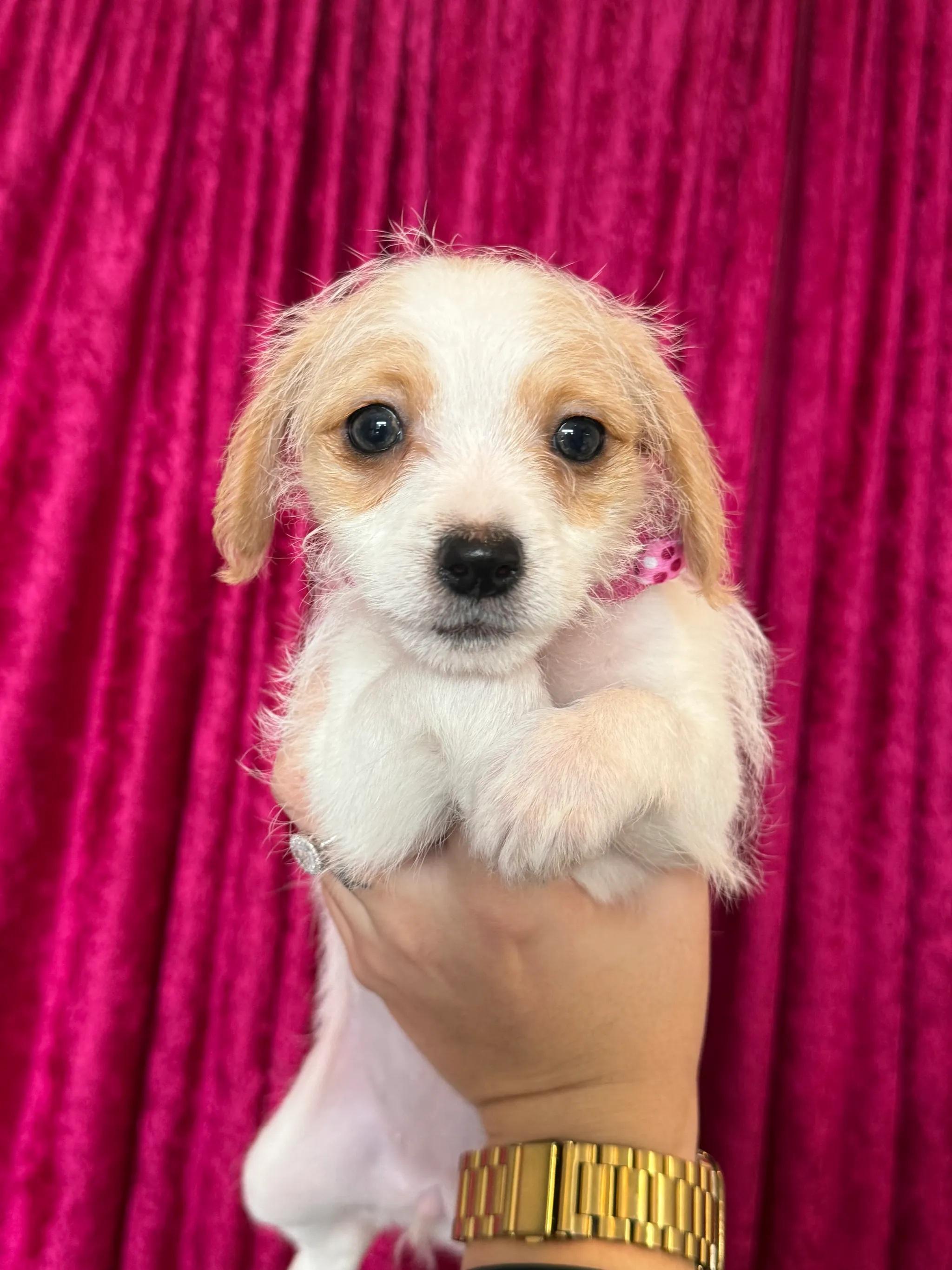 Enlarge Sally, an adopted mixed breed in West Hollywood, CA image 5/5