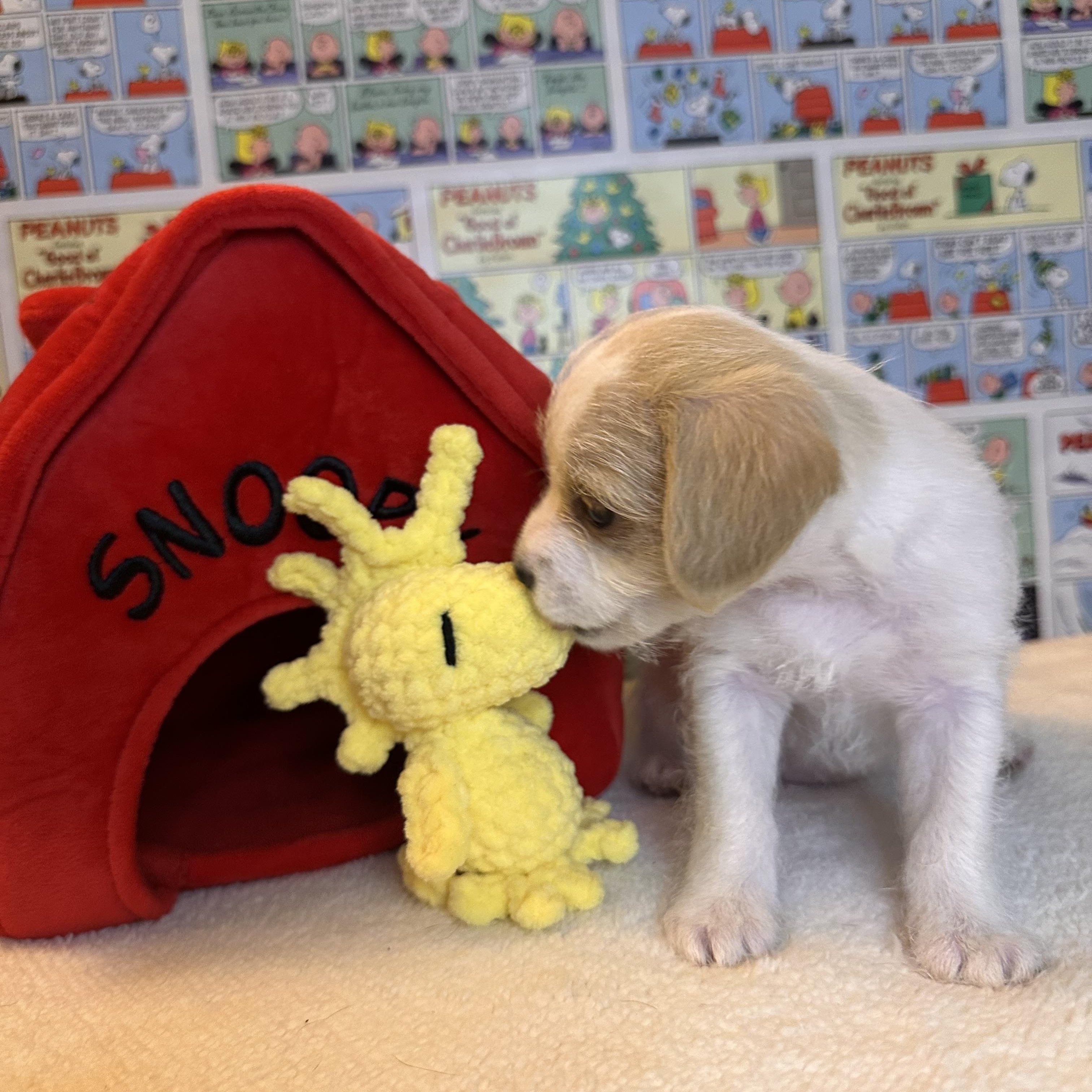 Enlarge Sally, an adopted mixed breed in West Hollywood, CA image 4/5